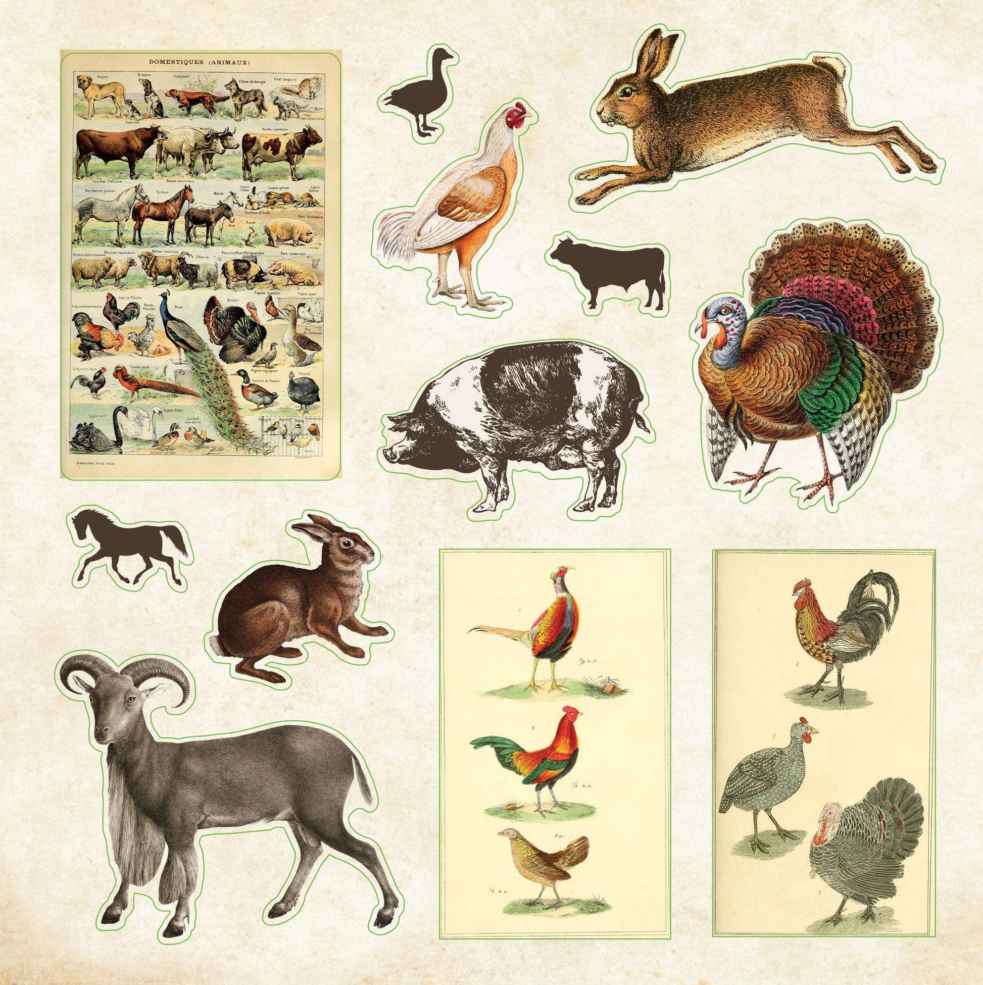 Peter Pauper Press - Wholesale Sticker - Zoological Ephemera Sticker Book4