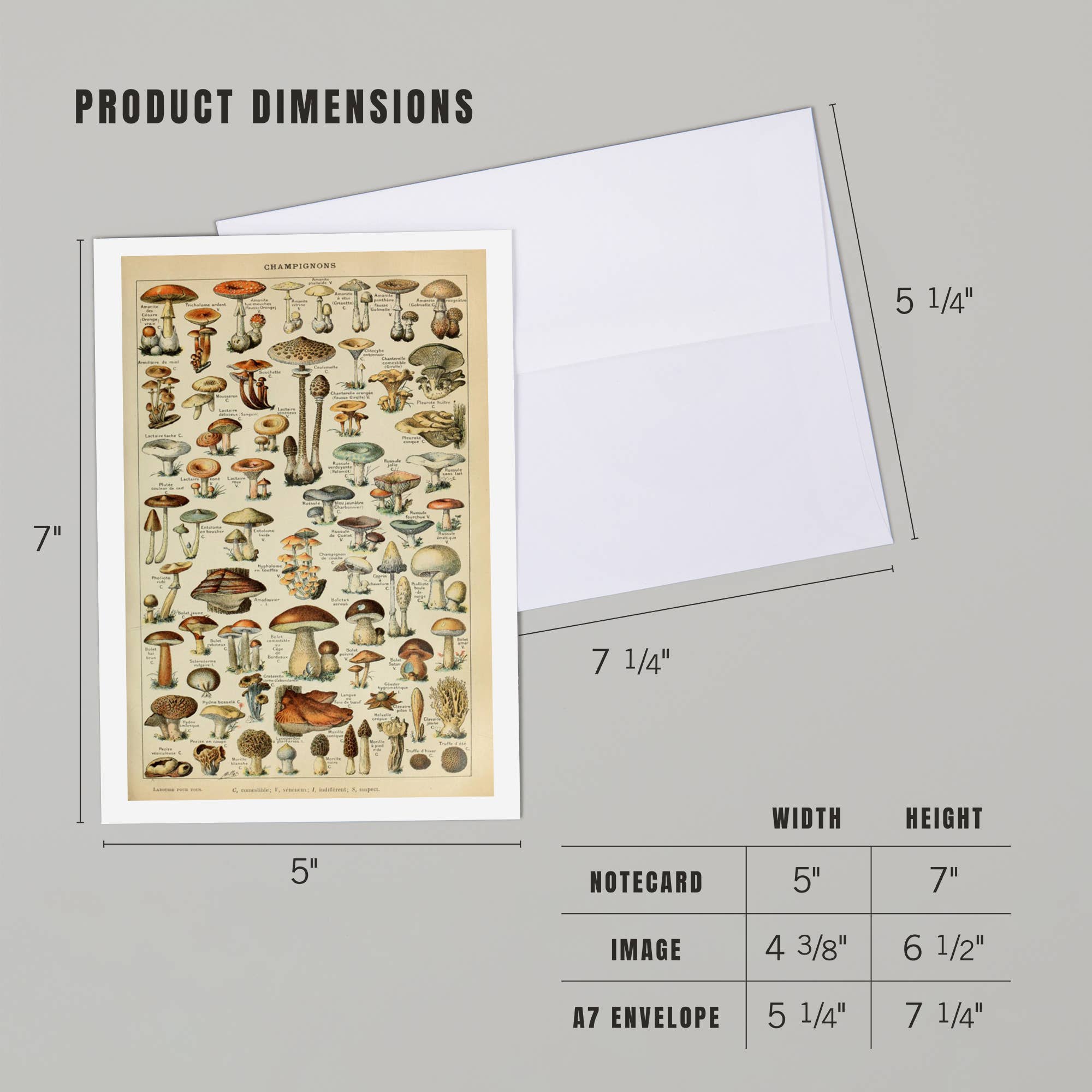 Lantern Press - Wholesale Everyday Greeting Card - GREETING CARD Mushrooms, C, Vintage Bookplate Millot4