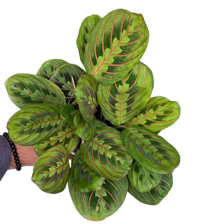 Flow State - Wholesale Live Plant - 4" Red Prayer Plant (Maranta leuconeura var. erythroneura) 1