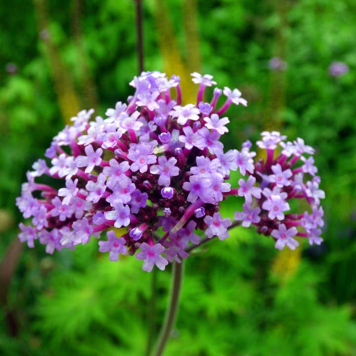Decker Rd. Seeds - Wholesale Plant Seeds - Purpletop Verbena Flower Seeds