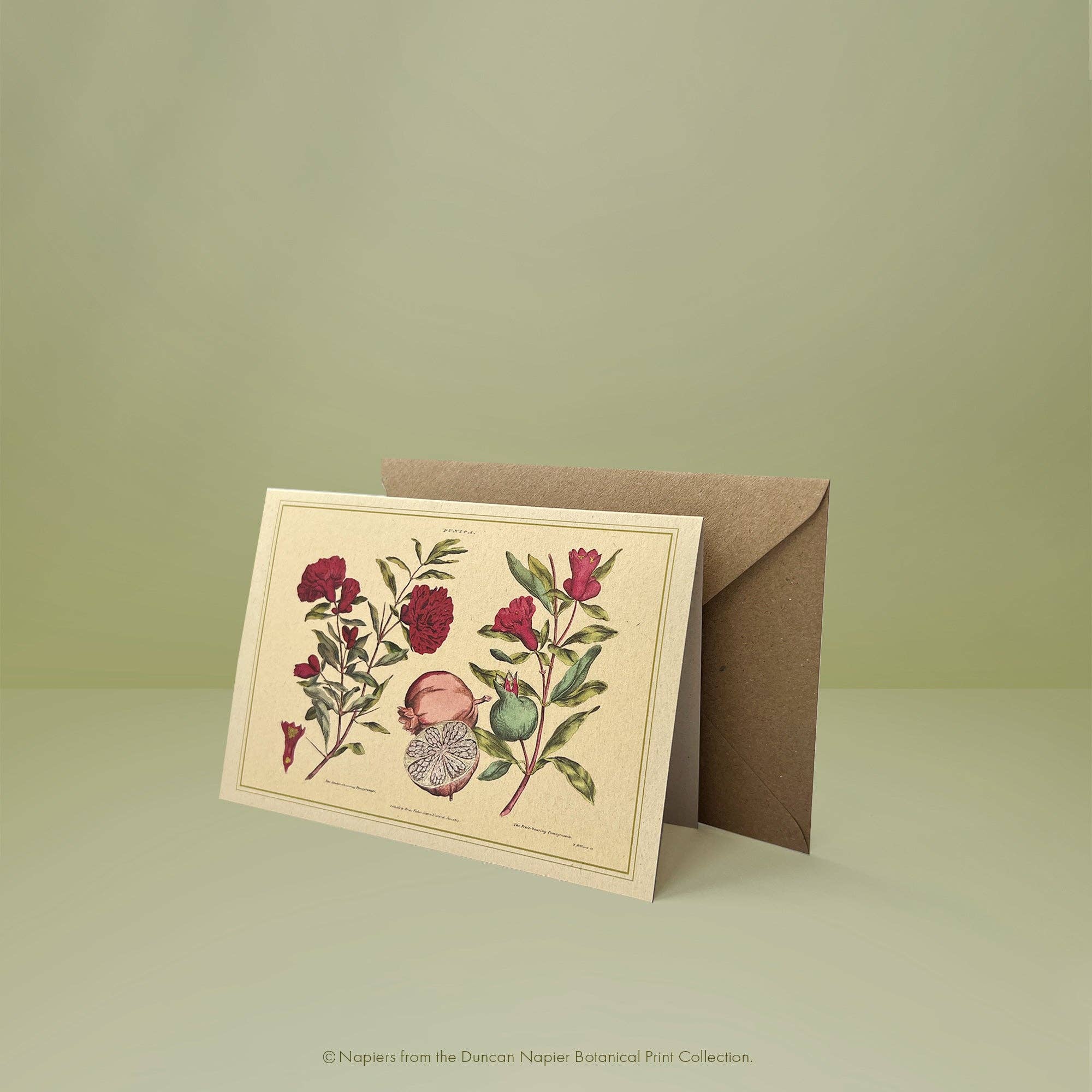 Napiers – wholesale Art print – Napiers Botanical Prints7