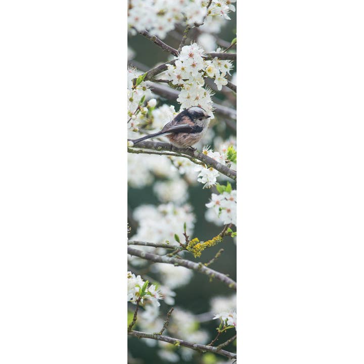 Card Bookmark - Long Tailed Tit for wholesale by Leonard Smith