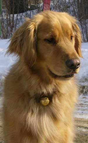 New England Bells - Wholesale Pet Collar - Dog - Dog Collar Bells - #2 Bell2