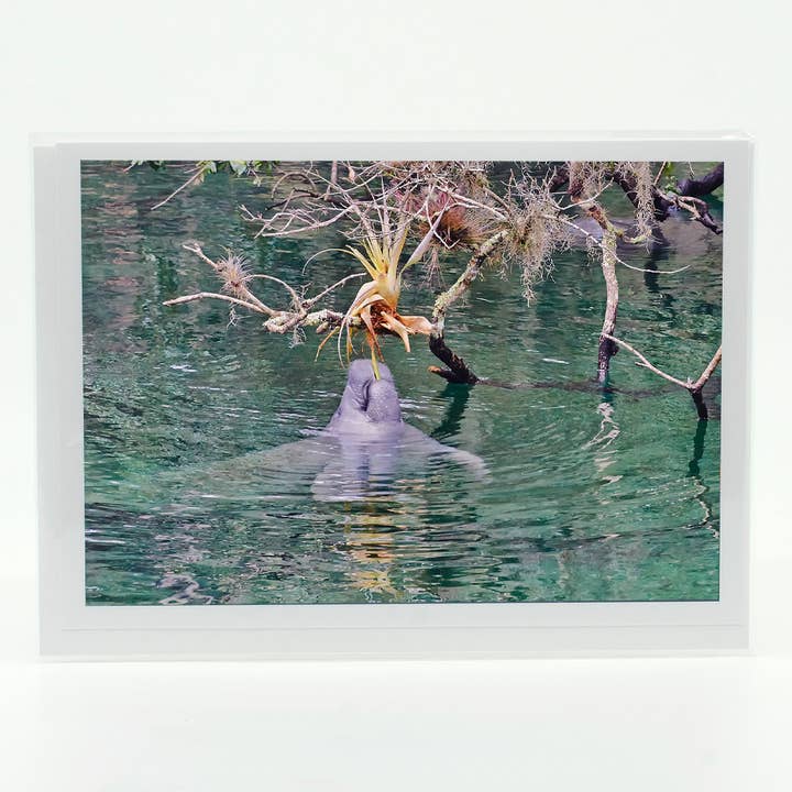 Notecard-Blue Springs 2 for wholesale by Mike Ring Photography