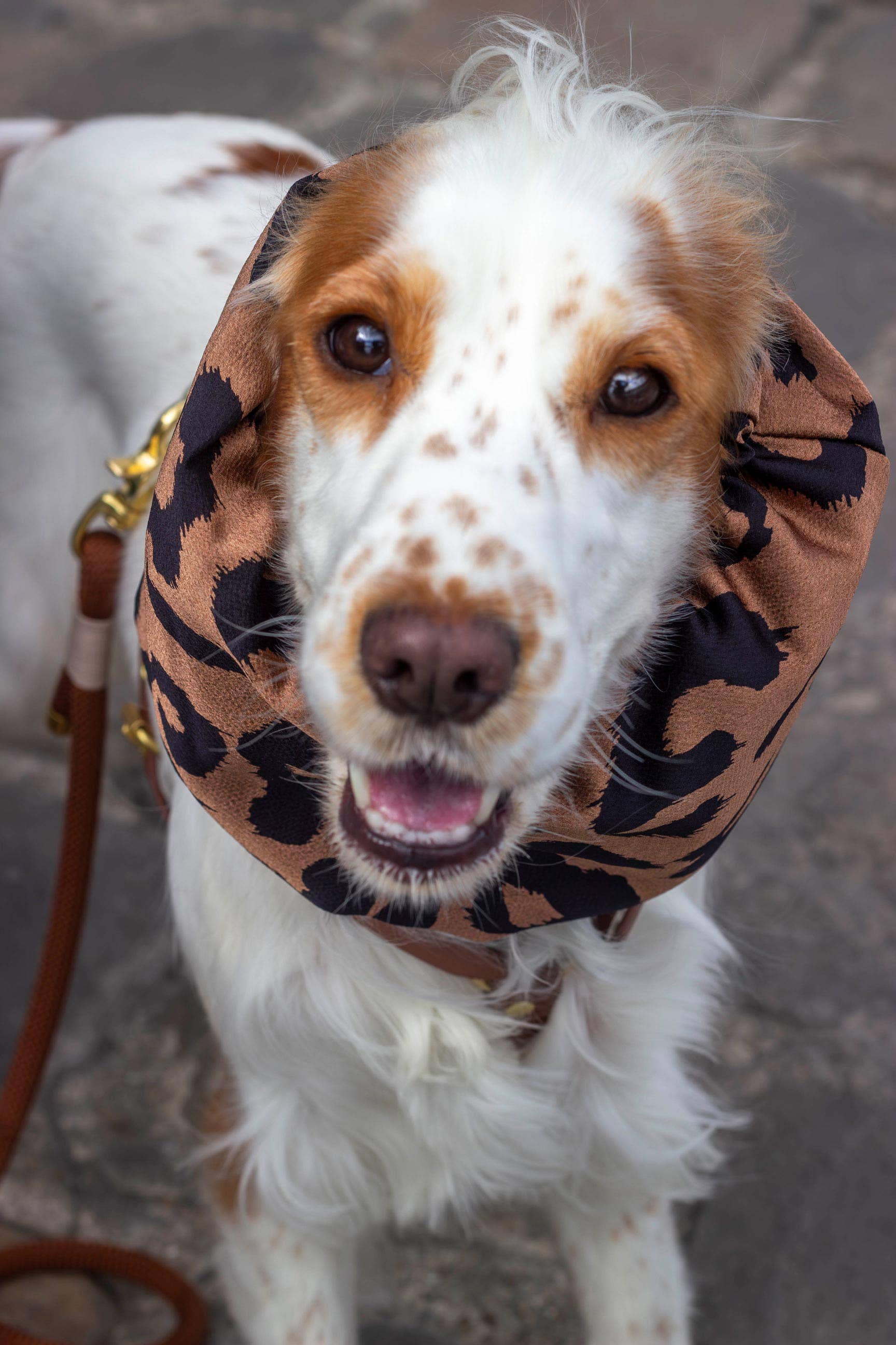 Atelier Markiz - Wholesale Pet Snood - Dog - Wild Snood3