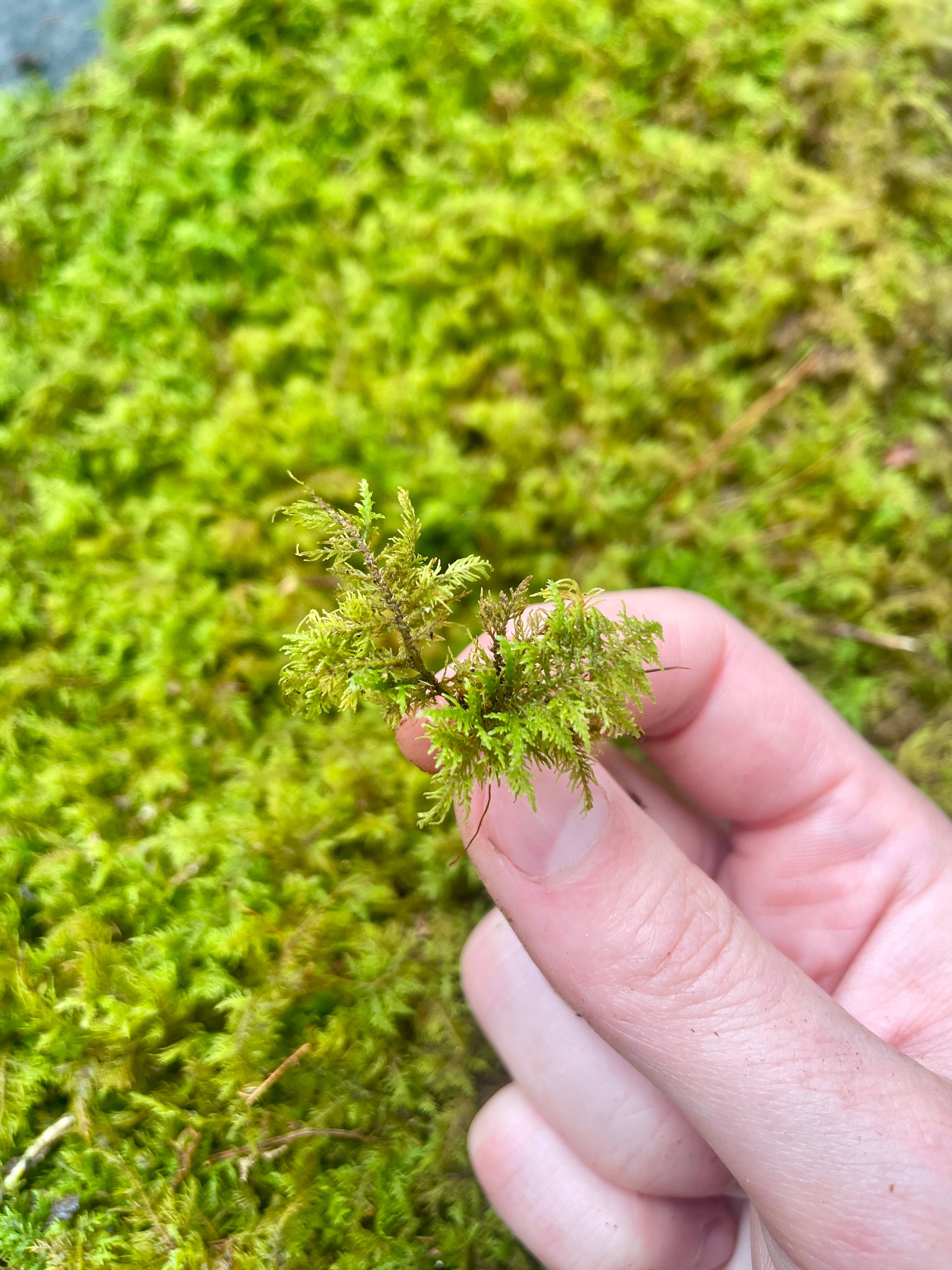 Moss & Stone Gardens – Großhandel Pflanzen – Lebendes Farnmoos (1-1000 sq ft) – Thuidium delicatulum3