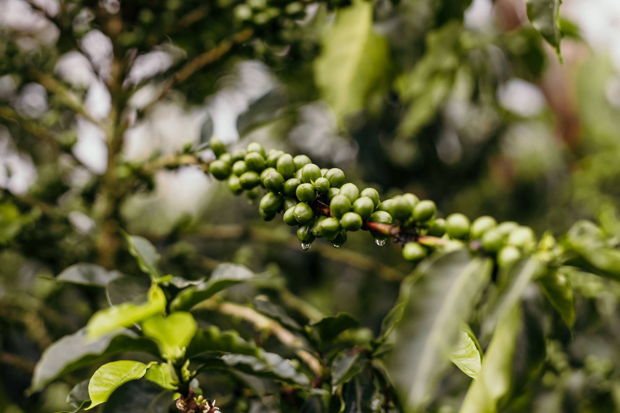 Two Chimps Coffee - Vente Grains de café - Café d'origine unique – Singes Fantastiques et Fantaisistes - 250g1