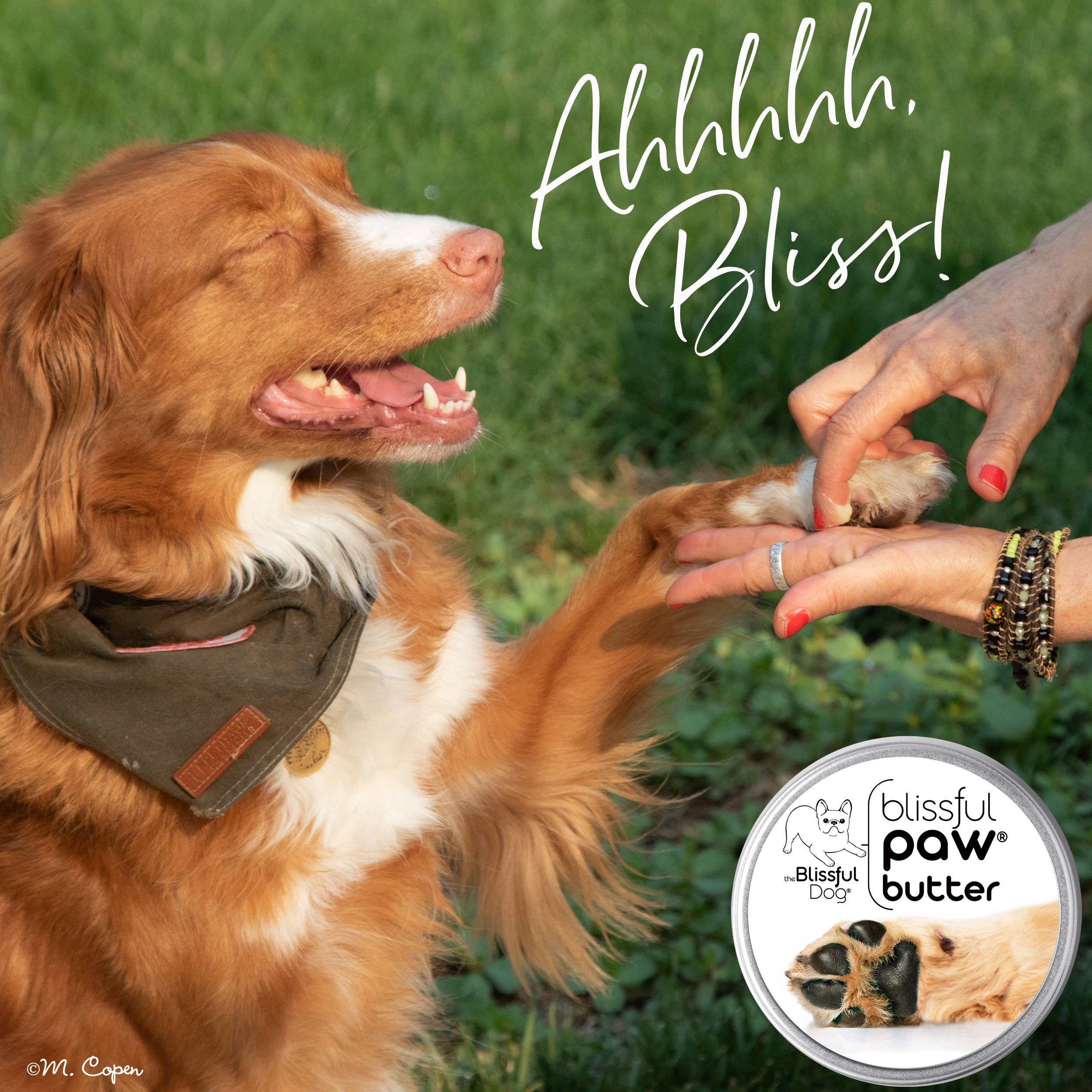 The Blissful Dog - Venta al por mayor Protector de patas de mascota - The Blissful Dog manteca para patas secas y ásperas en latas y tubos, bálsamo para patas11