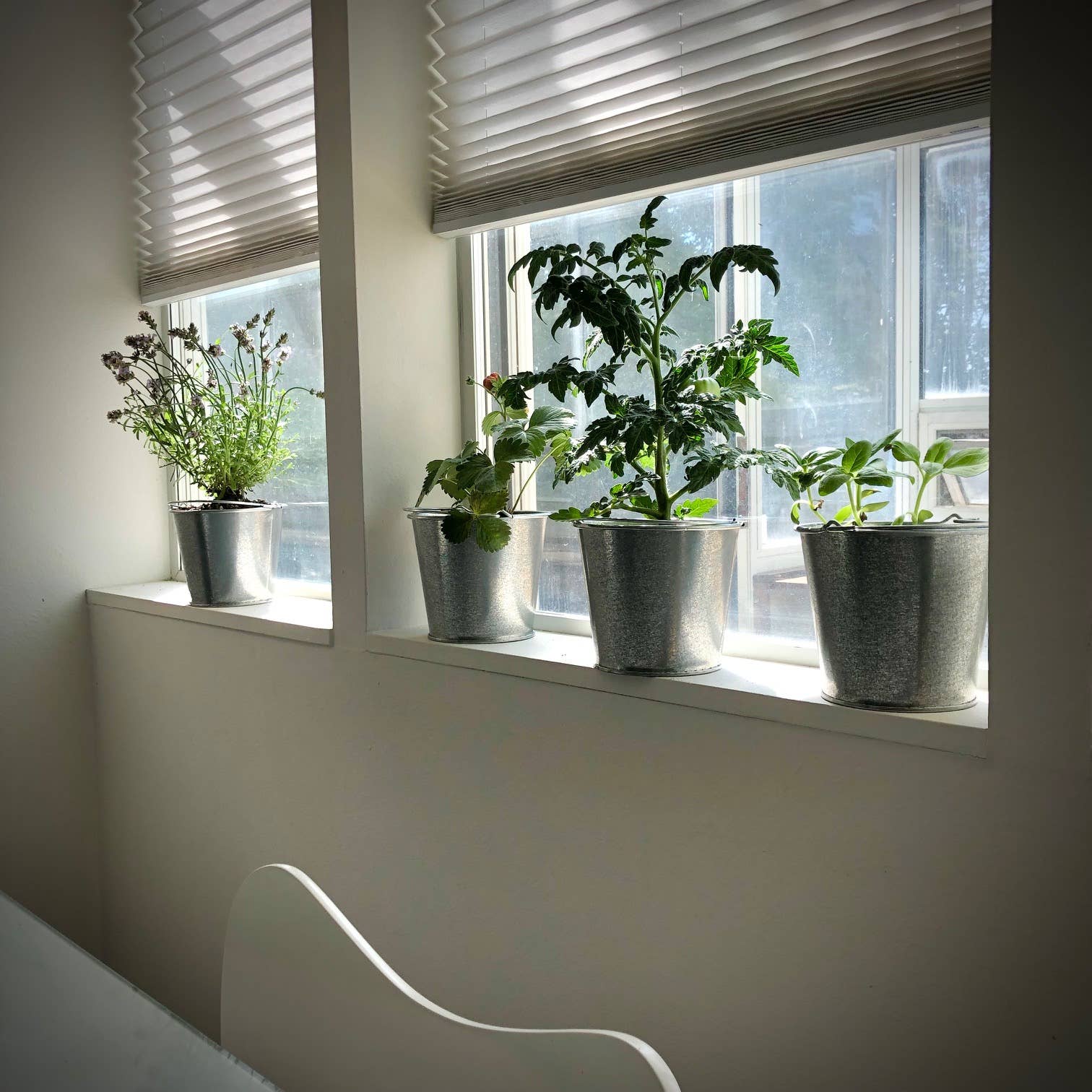 Potting Shed Creations, Ltd. - Wholesale Plant Seeds - Garden in a Pail | Herbs | Mother's Day | Spring gift3