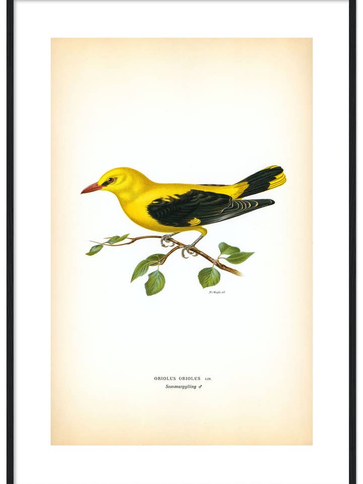 Sommargylling för wholesale av Svenska Fåglar