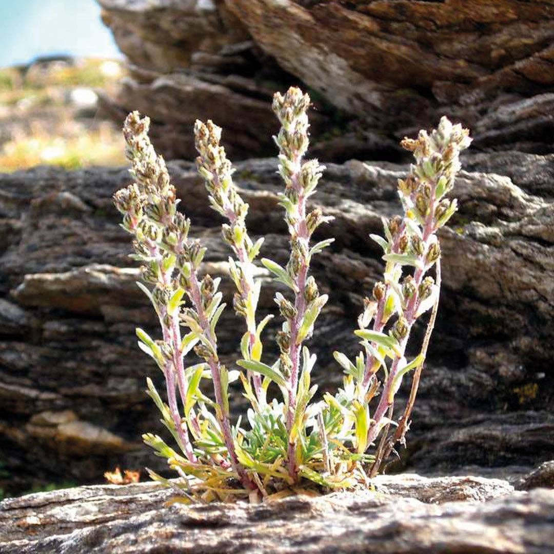 Halto - Wholesale Rum - Génépi from the Alps arranged rum - 70cl 30°4