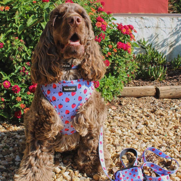 barkzie - Venta al por mayor Correa - Perros - Correa Huelva de 1,50 m para perro6