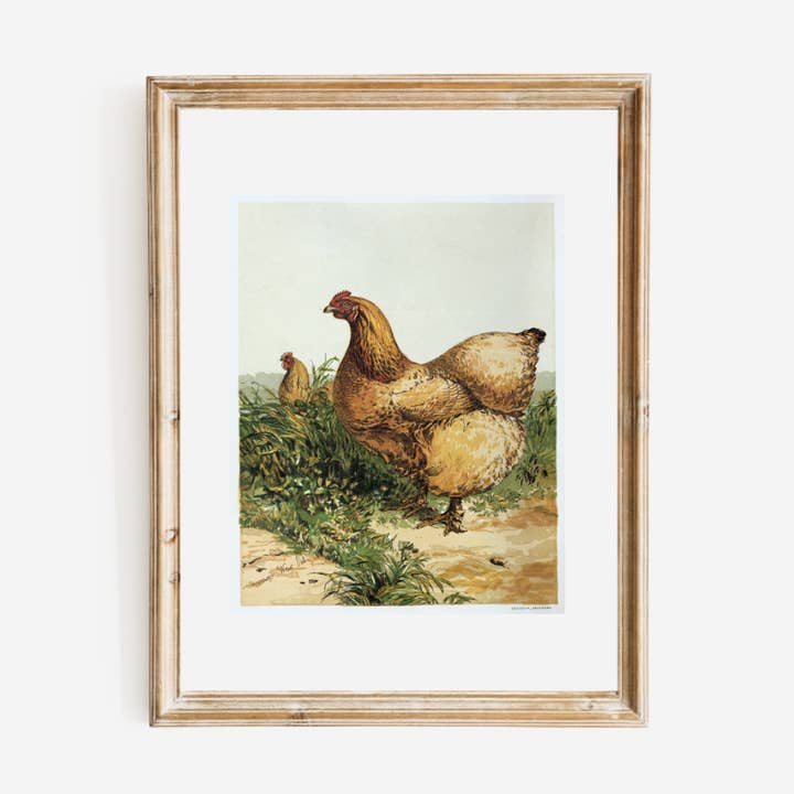English Hen Antique Art Print for wholesale by Sea to Skye