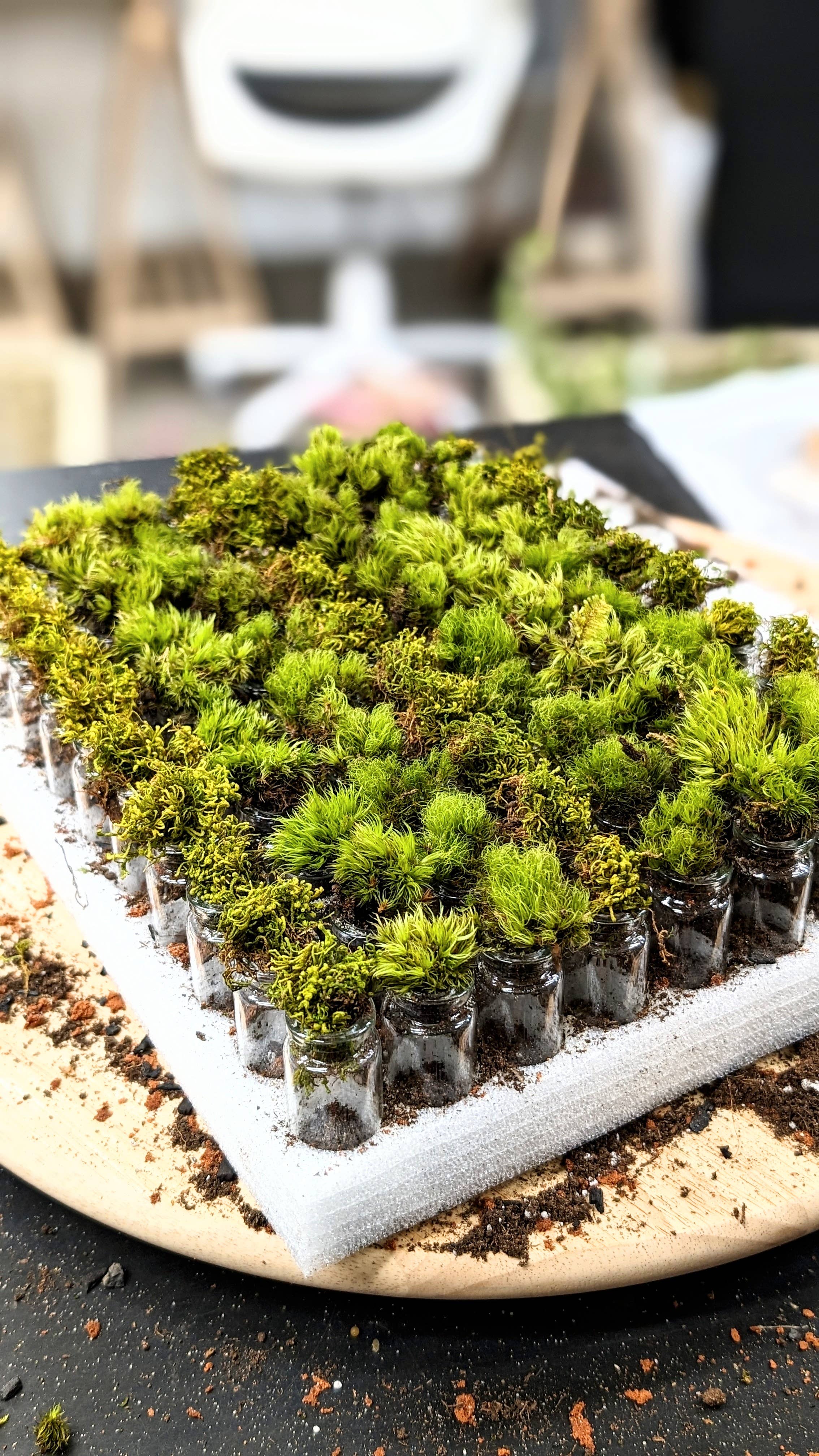 TERRART NYC - Wholesale Terrarium - Pocket Terrarium / Self Sustaining Miniature Ecosystem2