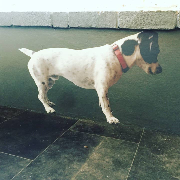 Je huisdier als een stoffen muursticker - Herbruikbaar, gepersonaliseerd voor wholesale door FabriStick Ltd