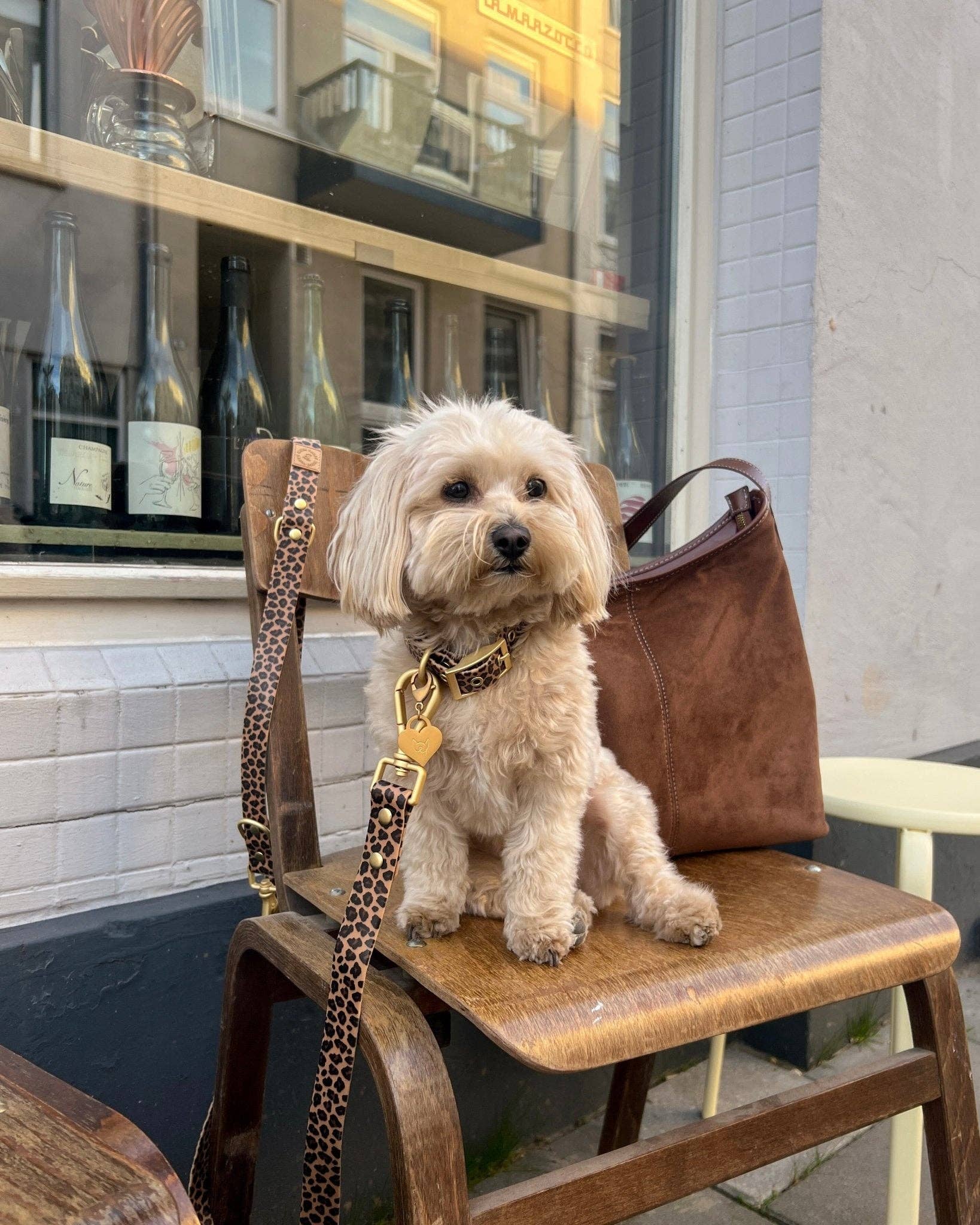 Wander! Waterproof Collar Leopard for wholesale on Faire6