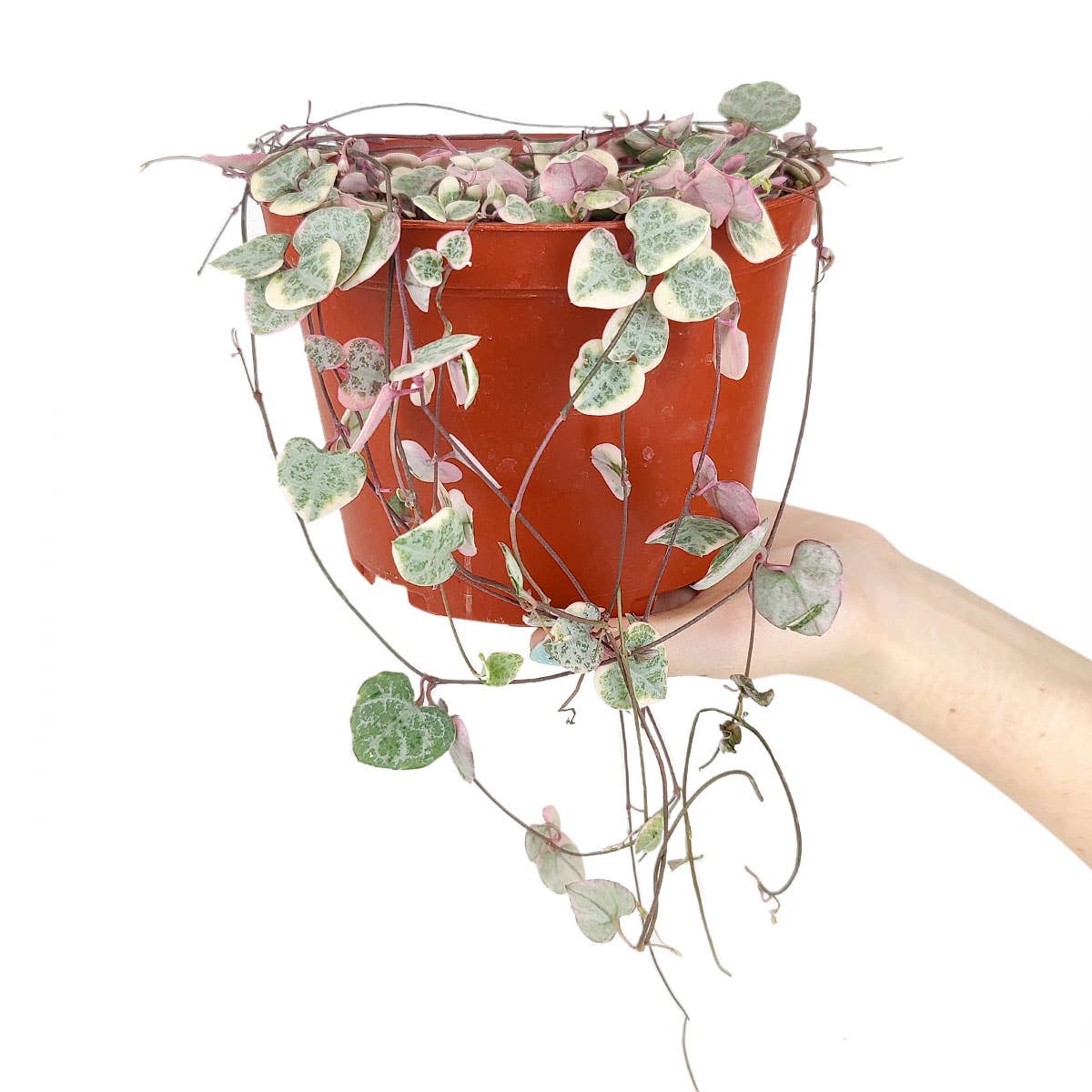 Best Plant Friend - Vente Succulentes - String of Hearts - Plante succulente traînante en pot de 2/4/6 pouces3