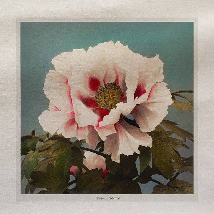 Pink Peony Rose Japanse stijl bedrukt stoffen paneel voor wholesale door Hills Of Fabric