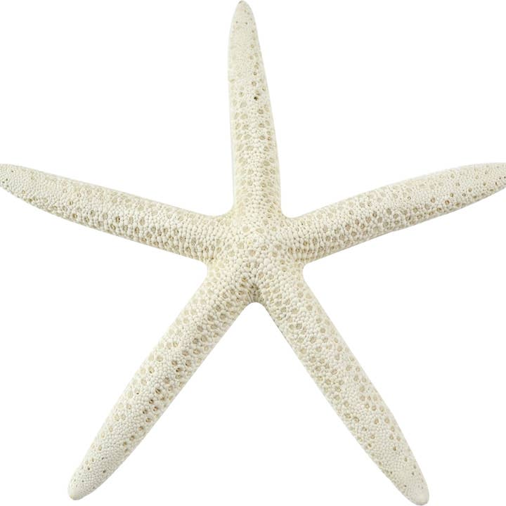 White Finger Starfish 4-6" for wholesale by HS Seashells