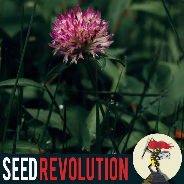 Seed Revolution – wholesale Plant seeds – Red Clover Wildflower Meadow Seeds1