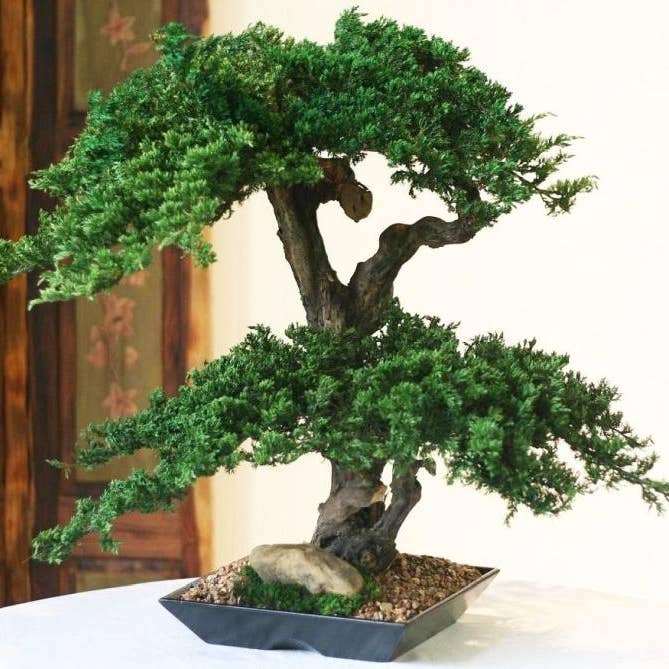 Forever Green Art - Wholesale Artificial Plant - Preserved Monterey Bonsai - Double Double