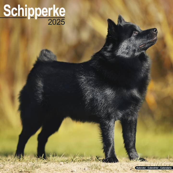 Schipperke Calendar 2025 for wholesale by Avonside Publishing Ltd