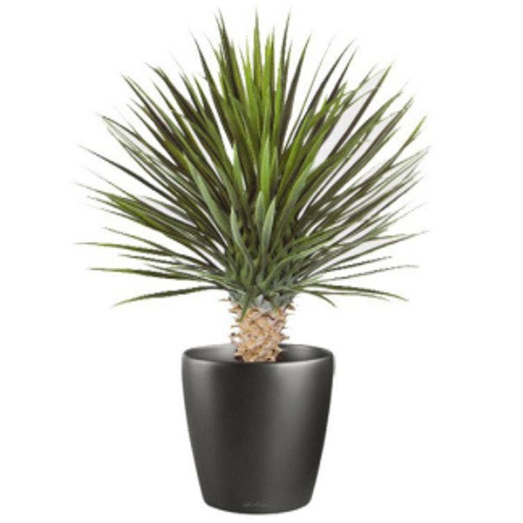 Leaf Design UK LTD – Planta artificial por atacado – Planta Dracaena Artificial de 75cm0