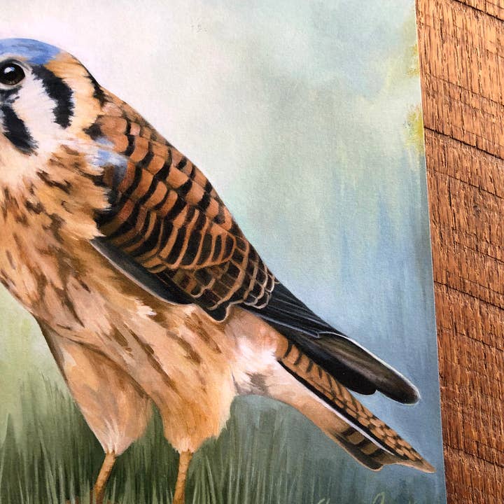 Amy Shawley Paquette - Wholesale Art Print - American Kestrel - Fine Art Print, 8x8 inches