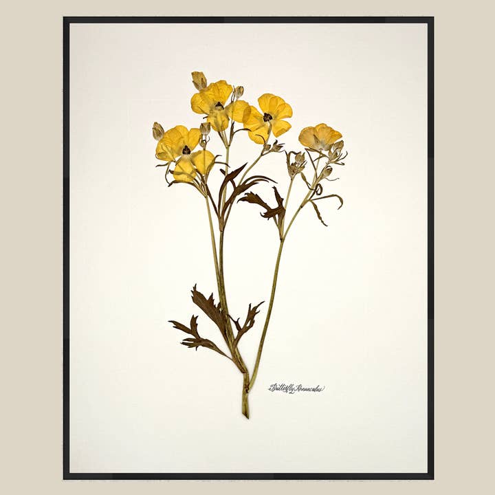 One-of-a-kind real pressed yellow butterfly ranunculus on ivory wall art for wholesale by The Fleur De Lis House