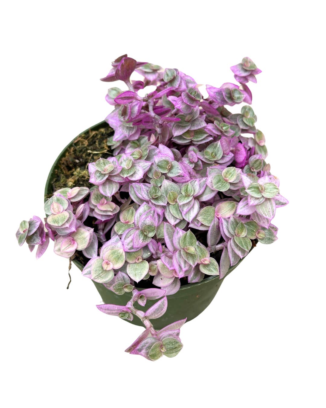 Flow State - Wholesale Live Plant - 4" Tradescantia 'Pink Lady' - Wholesale Live Houseplant