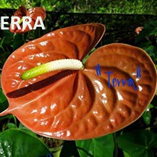 Northwest Orchids - Wholesale Fresh Cut Flowers - Fresh Cut Anthuriums - sold by the tray6