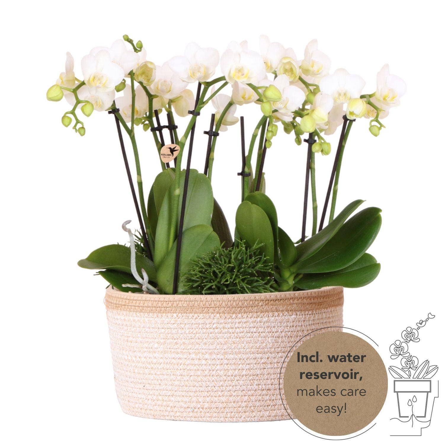 Oasis of Life – wholesale Levande växt – Vitt växtset i bomullskorg – 3 Orkidéer Amabilis Ø9cm & 3 gröna växter – Med självförsörjande vattentank & veksystem – Elegant djungelbukettarrangemang – Lättskött & dekorativt för hem & kontor0