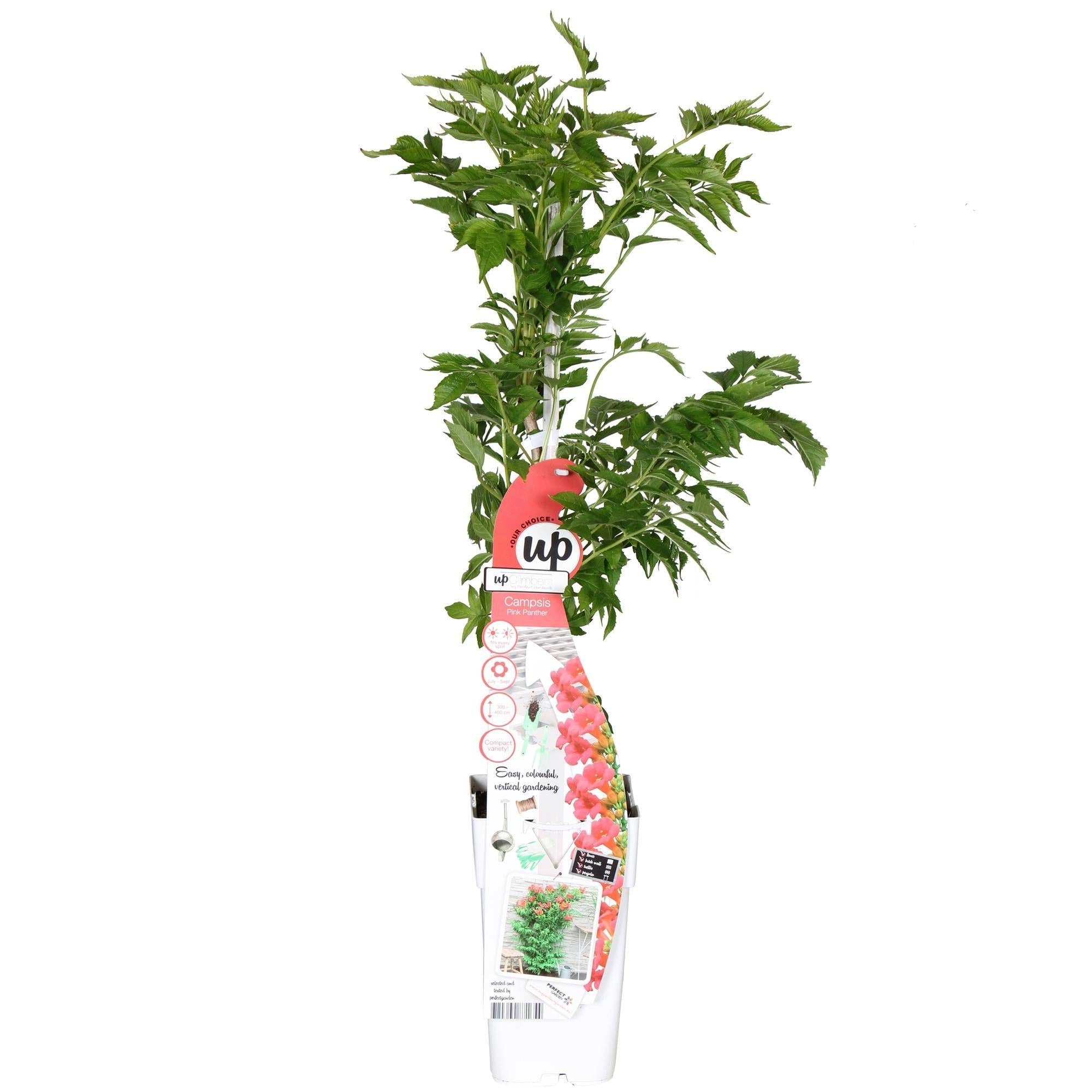 Oasis of Life - Venta al por mayor Plantas naturales - Campsis 'Pink Panther' – Flor de trompeta rosa oscuro – Planta trepadora – Floración de verano – Para lugares soleados en el jardín – Amigable con las abejas – Resistente al invierno0