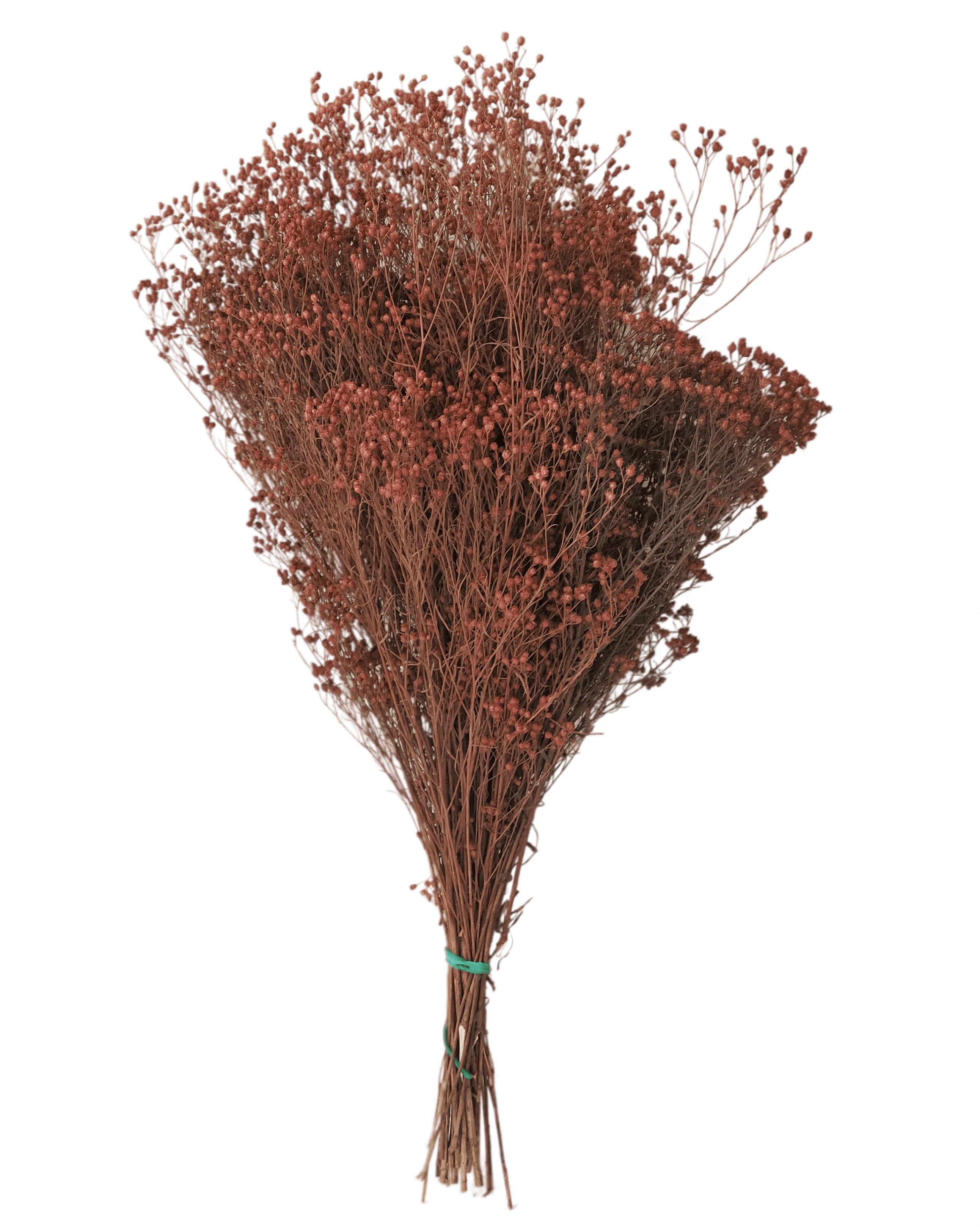Concari.flores Preservadas - Wholesale Dried/Pressed Flowers - BROOMS PRESERVED4