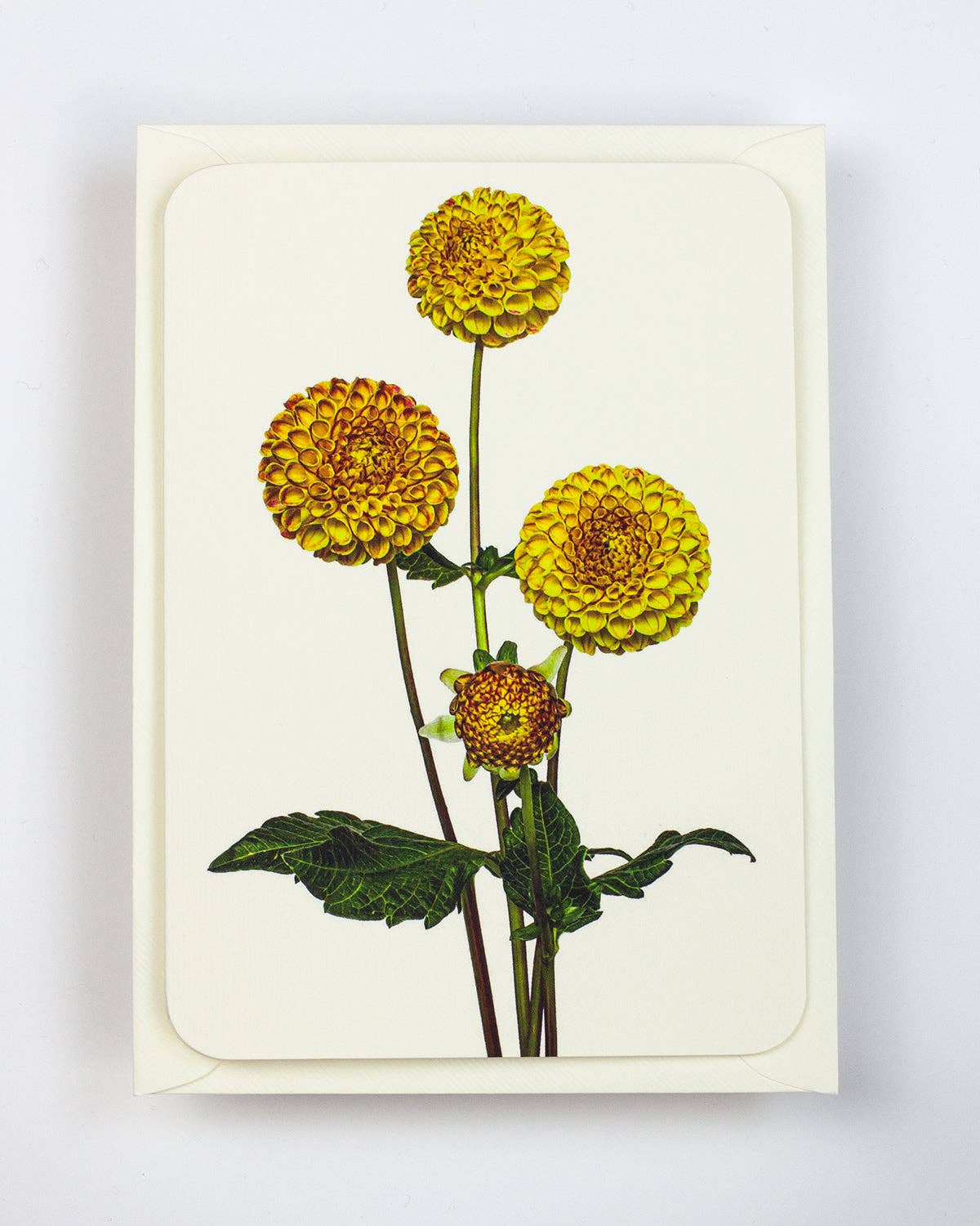 Canonbury Press - Wholesale Everyday Greeting Card - Dahlia Greeting Card | Birthday Card | Luxury Cards2