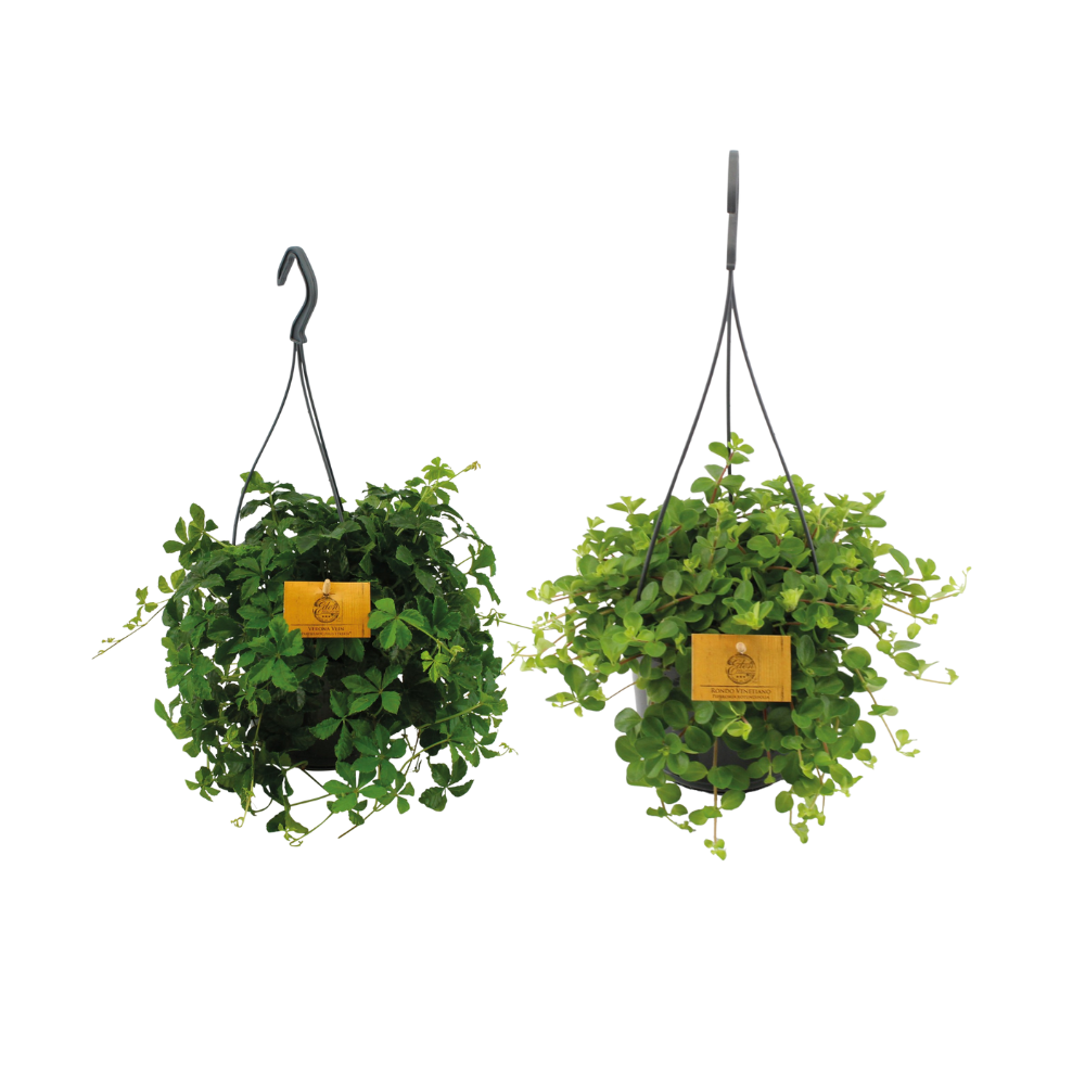 Oasis of Life - Wholesale Hanging planter - Hanging Plant Duo – 2 Plants – Ø15cm – Height approx. 25cm – Lush, easy-care houseplants – Ideal for hooks, plant stands & indoor areas0