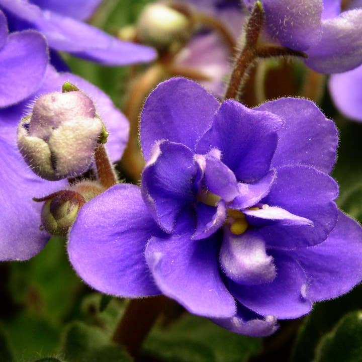 Fairywren Candle Company - Wholesale Travel candles - Peony & Violet - Travel Tin Candle 200g2