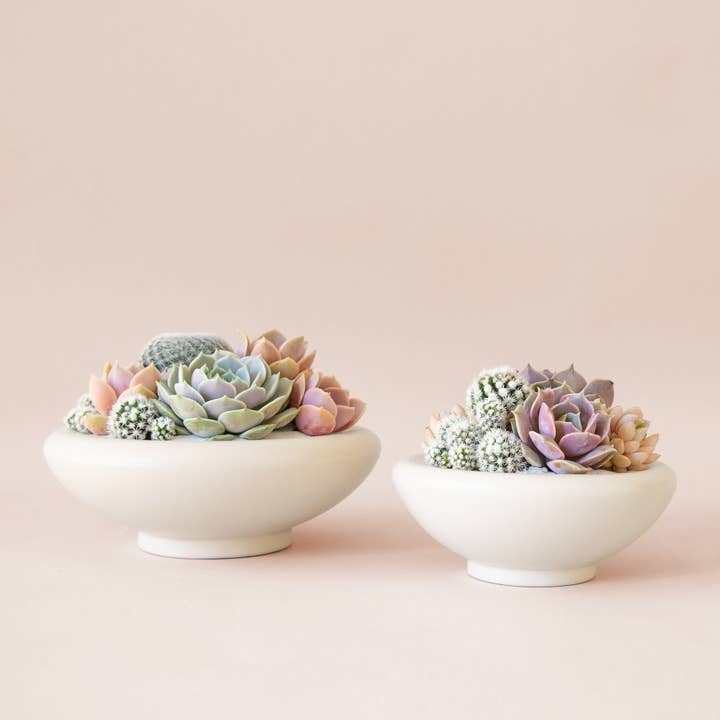 Jungle Club - Wholesale Plant Pot - Birdie Bowl | Ginger