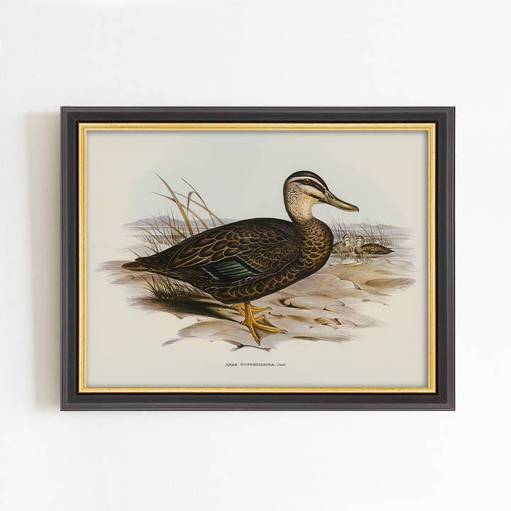 Sitting Duck-Porträt-Kunstdruck für den Großhandel von Paper House Print Shop