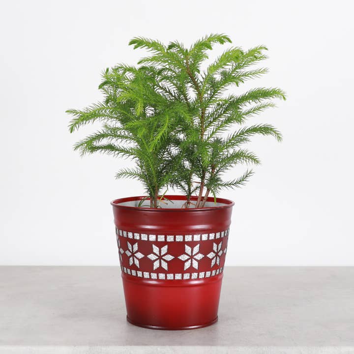 Thorsen's Greenhouse - Wholesale Plant Pot - Winter Star Metal Pot for Houseplants - 4" and 6" Options2