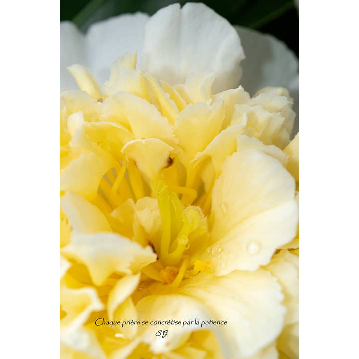 Rosa blanca para venta al por mayor de L'Ecriture D'Un Regard