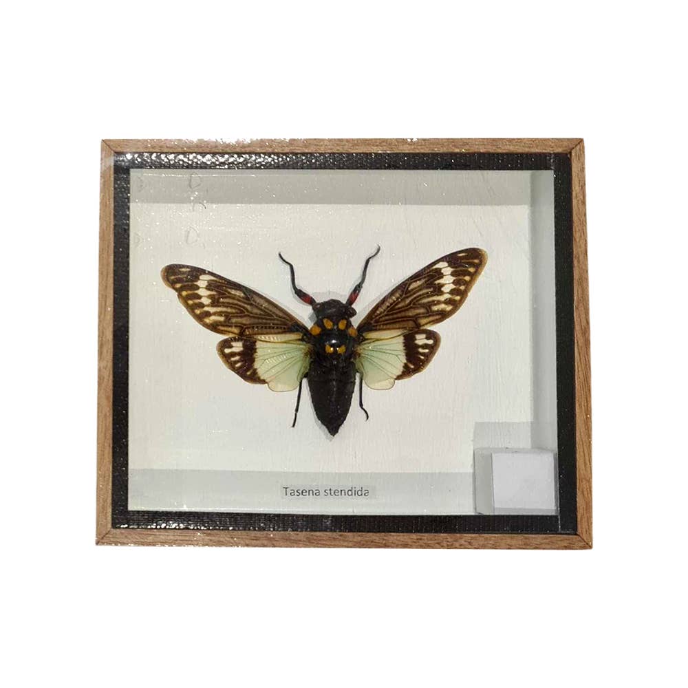 VIE - Wholesale Wall Accent - Framed Insect, Assorted30