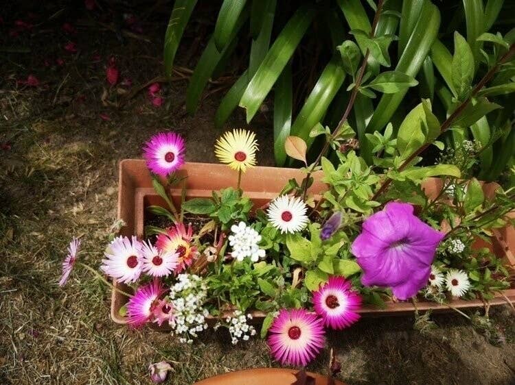 Les cartes de Lulu - Wholesale Thank You Card - Set of 3 x 5 seeded thank you/thank you cards2