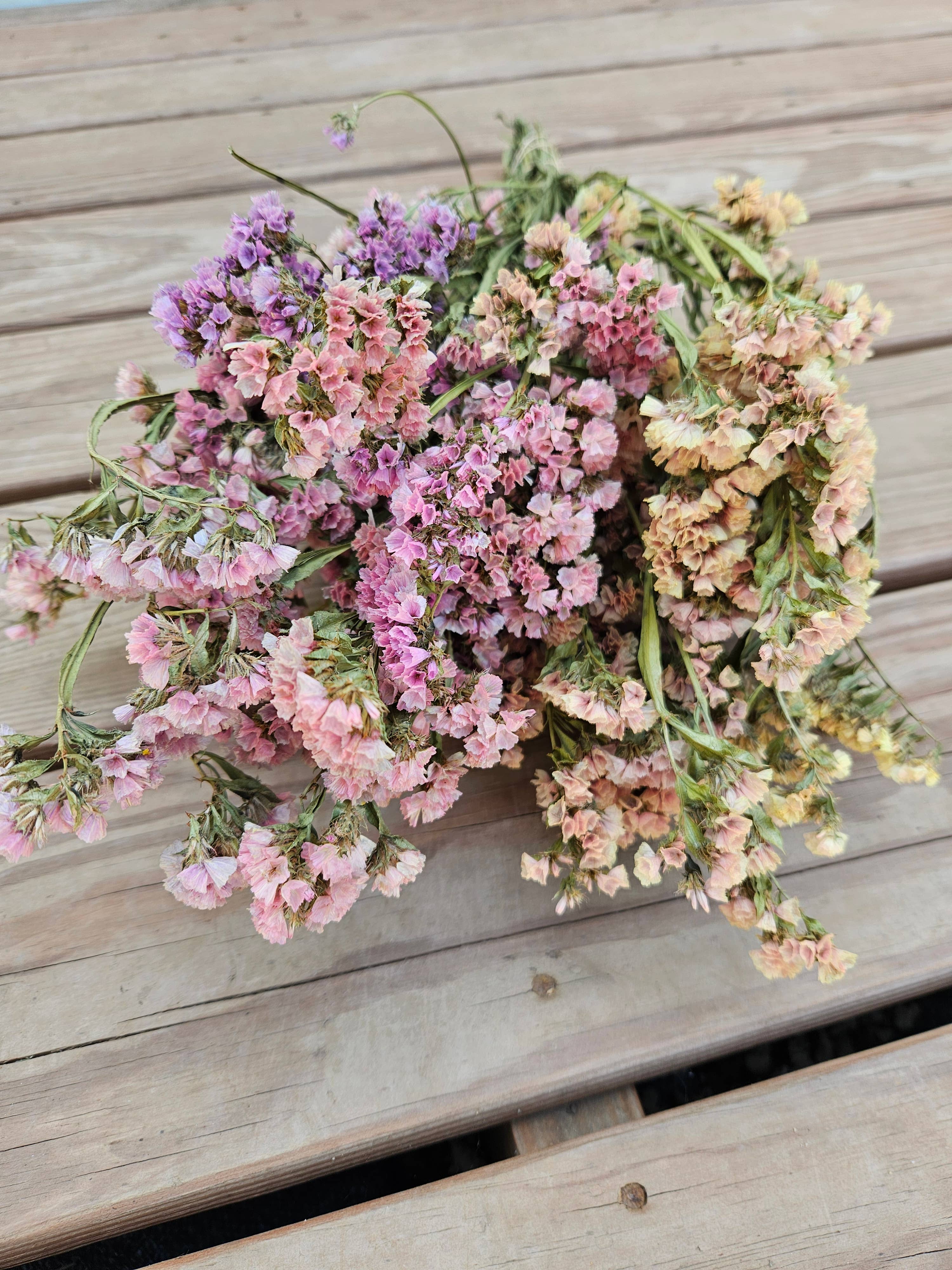 Alissas Flower Farm - Wholesale Dried/Pressed Flowers - Dried Statice8
