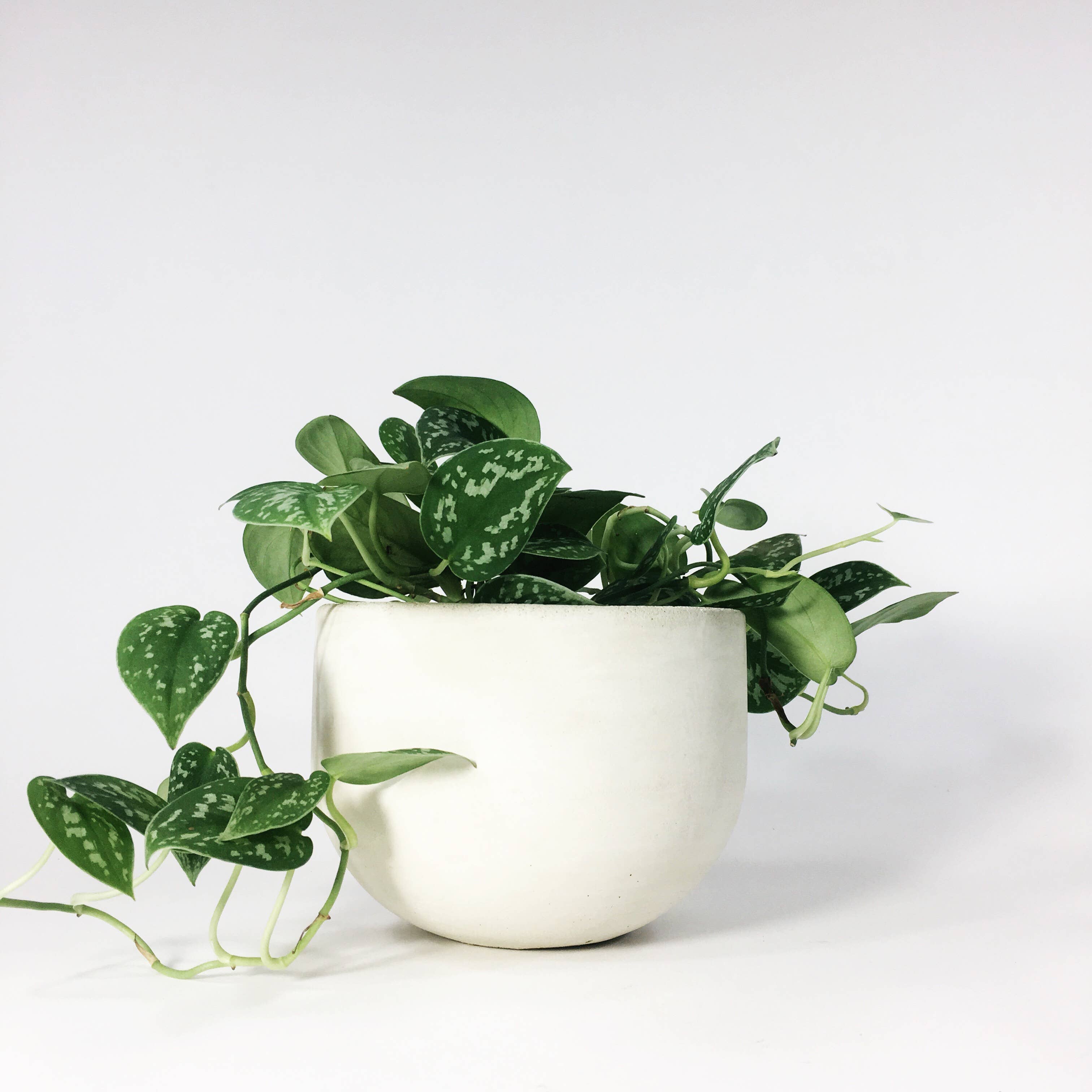 Settlewell - Wholesale Plant Pot - 6" Concrete Bowl Planter / 16 Colors0