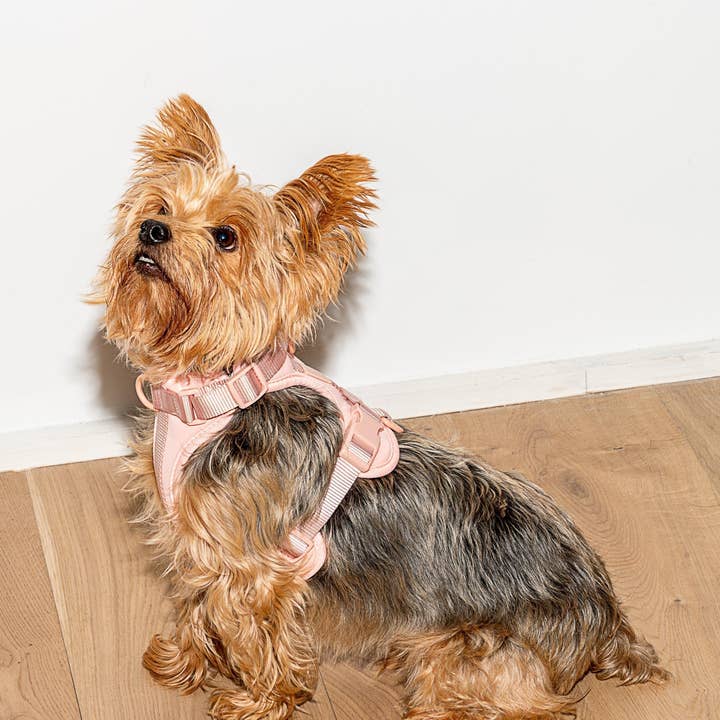 Wild One - Wholesale Pet Harness - Dog - Harness17