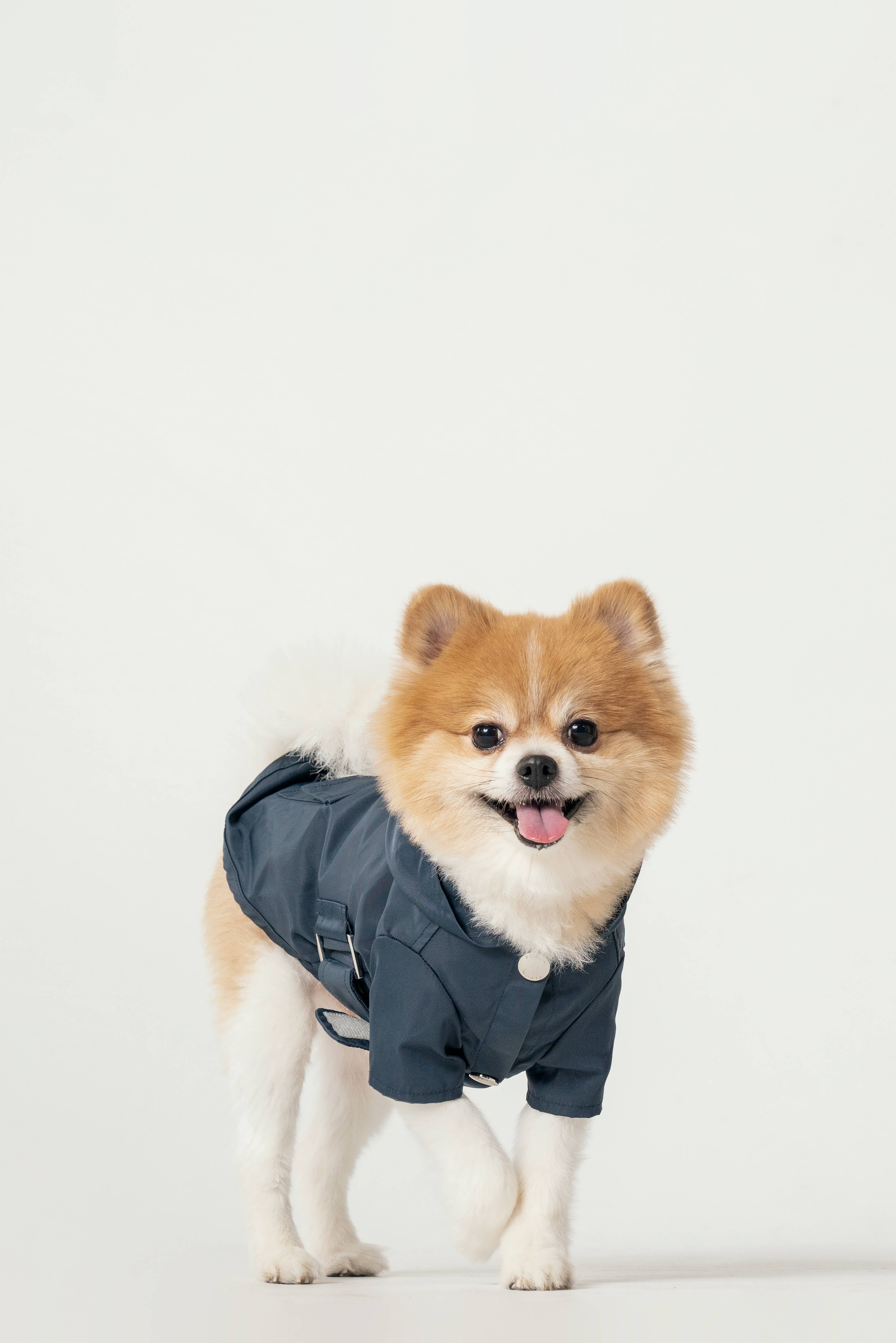 PEHOM – wholesale Pet raincoat – Dog – Raincoat - Blue2