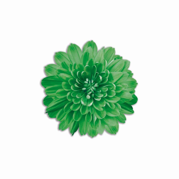 Emily Evans - Venta al por mayor Manteles individuales - Set de 6 individuales redondos con diseño de flores en PVC6