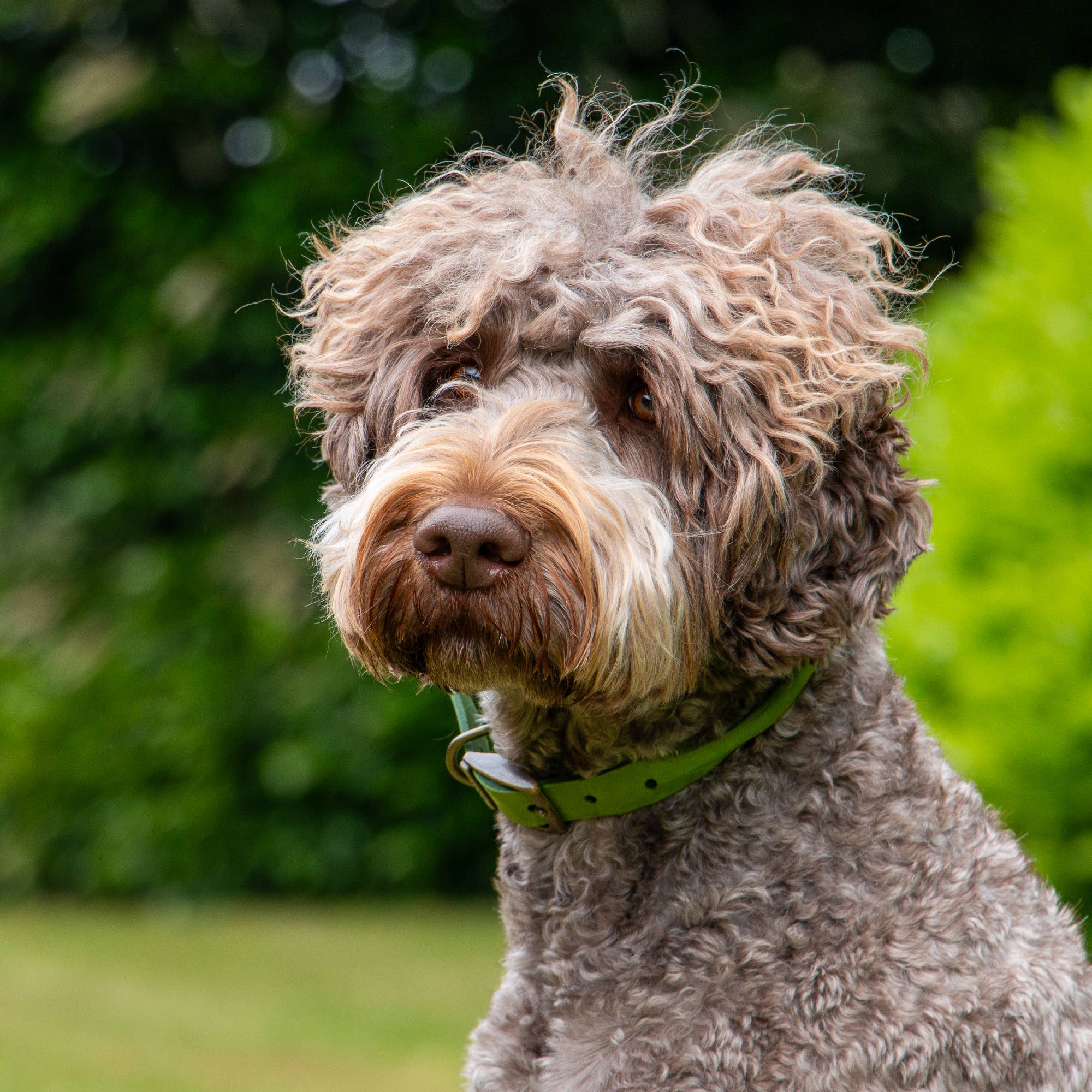 Ancol Pet Products Ltd - Wholesale Pet Collar - Dog - Timberwolf Round Collar12