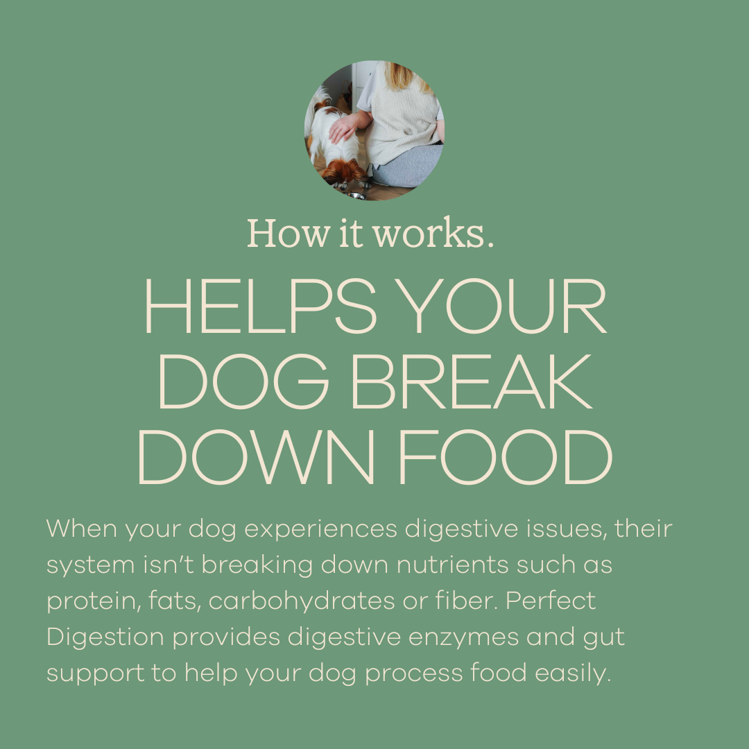 Yumwoof Natural Pet Food - Wholesale Pet Supplement - Dog - Perfect Digestion 3